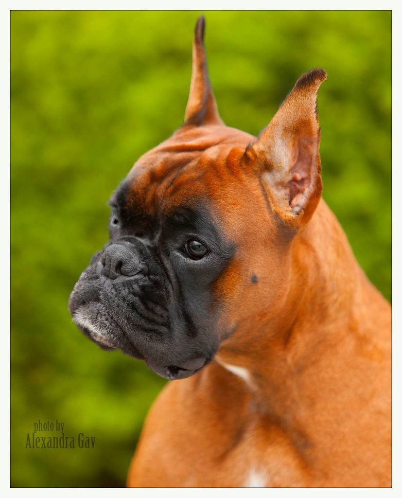 Boxer The Breed Archive