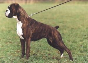 Boxer - The Breed Archive